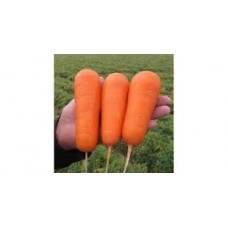 Морква Болівар F1(0,5 г)